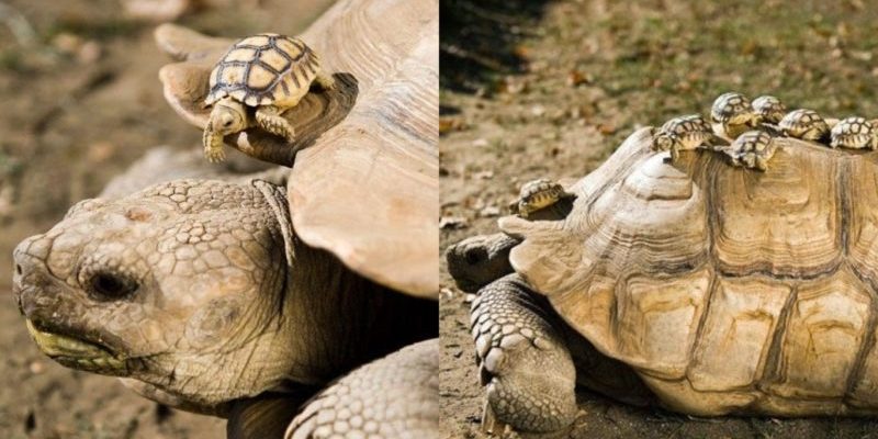 Turtle mom 150 years old and her lovely children