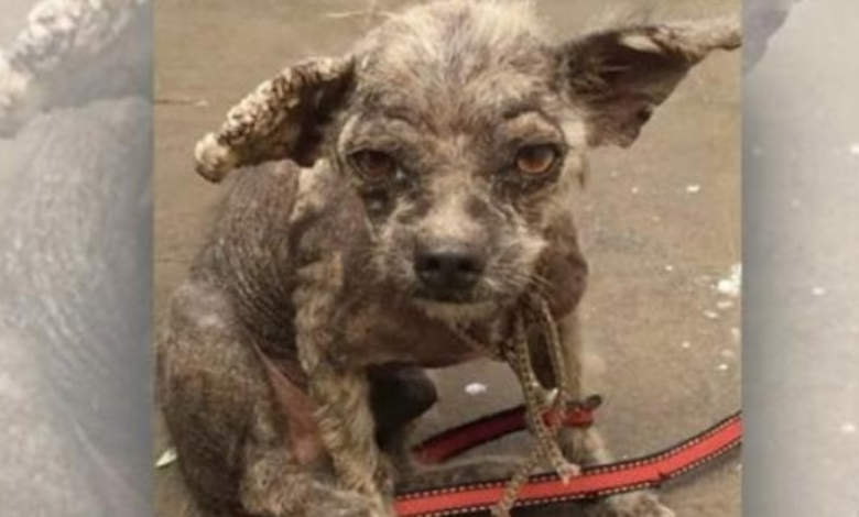 Veterinarian Refused To Treat Hairless Pup But She Did Not Listen & Did Not Give Up