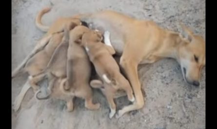 Weak And Helpless Asks For Help As She tries To Feed Her 6 Puppies