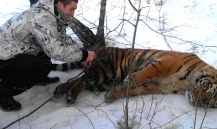 Wild Tiger Came To Request For Help To Get Noose Off Around Its Neck