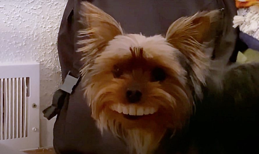 Yorkie Steals Dad’s Father’s Teeth and Struts Around With Toothy Smile