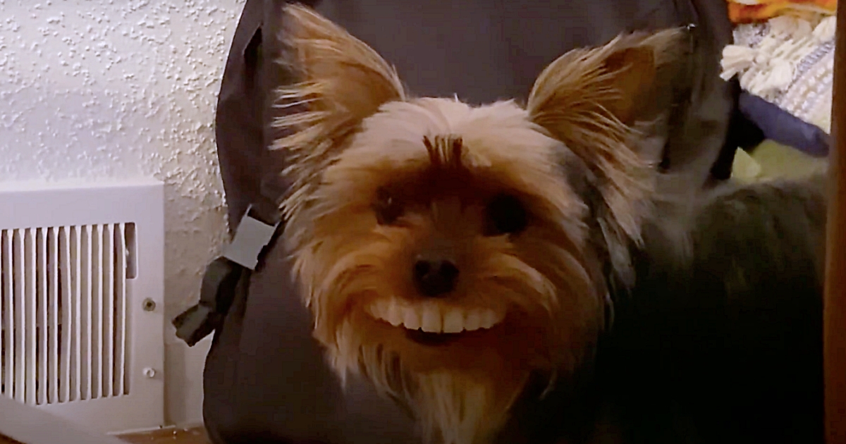 Yorkie Steals Dad's Father's Teeth and Struts Around With Toothy Smile