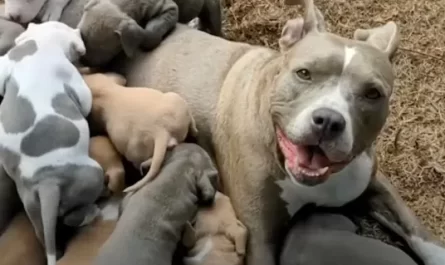 Nobody Even Knew The Pittie Was Pregnant, Fosters Quit Counting At 15