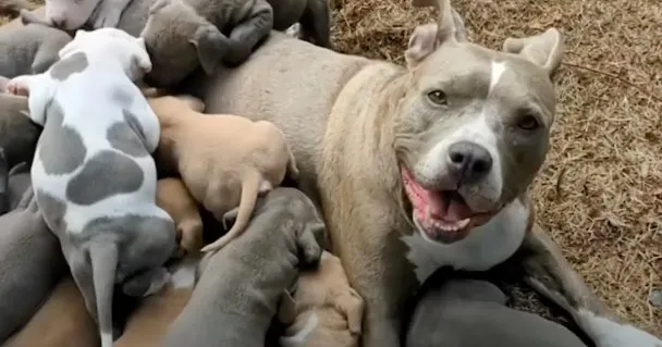 Nobody Even Knew The Pittie Was Pregnant, Fosters Quit Counting At 15