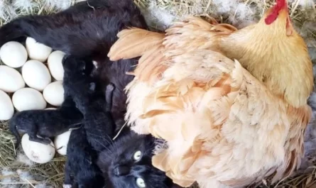 https://fascinatingthings.net/cat-gives-birth-in-duck-den-next-to-a-hen-and-her-eggs/