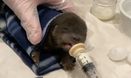 Dog Fighting Cancer Rescues Orphan Otter Baby From St. Croix River