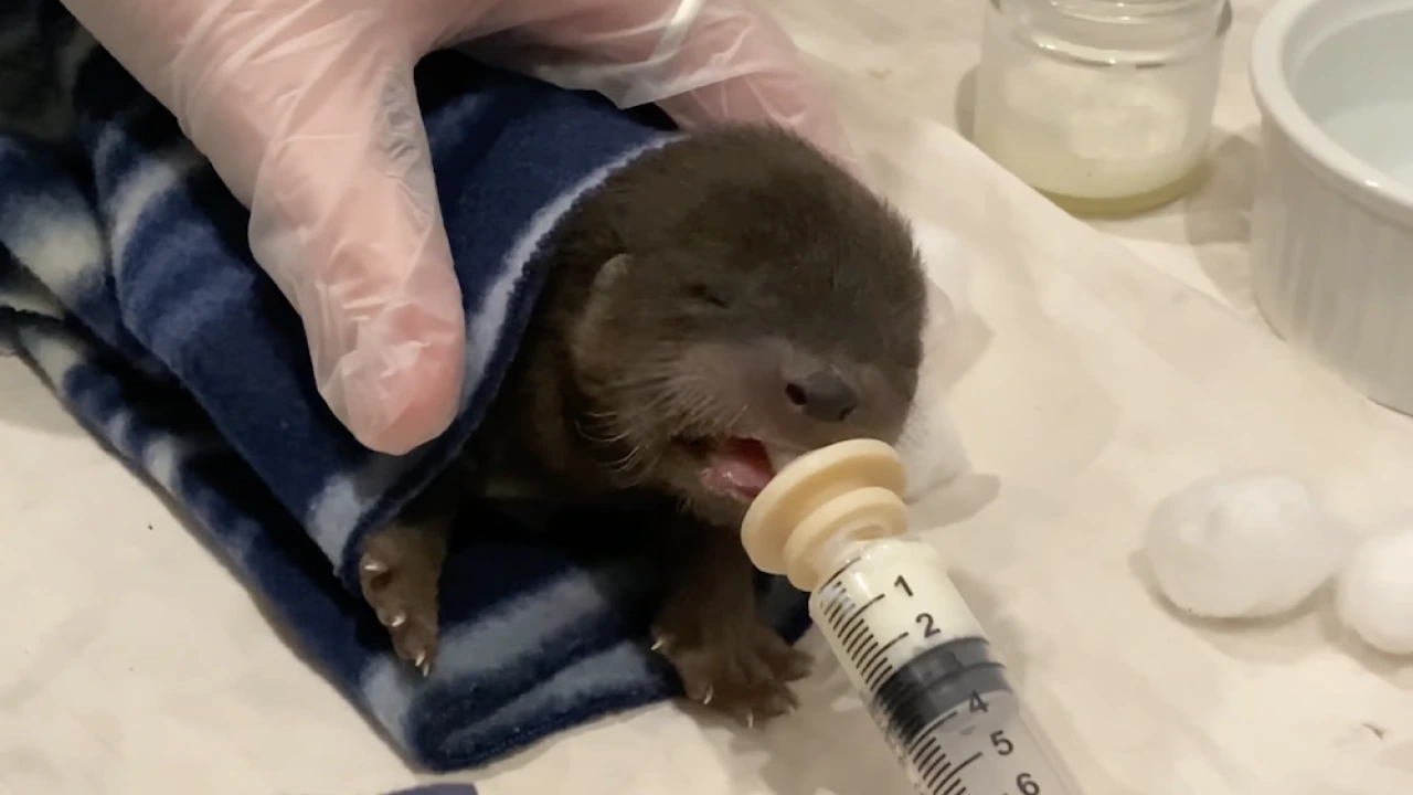 Dog Fighting Cancer Rescues Orphan Otter Baby From St. Croix River