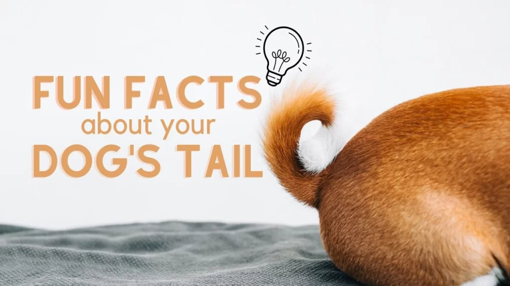 10 Fun Facts You Possibly Didn't Know About Your Dog's Tail