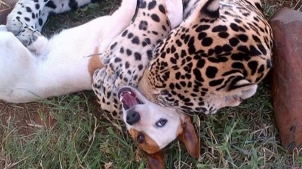 Have you ever seen friends like those ? Cute Dog and Jaguar Are Best Friends, Playing rough and tumble