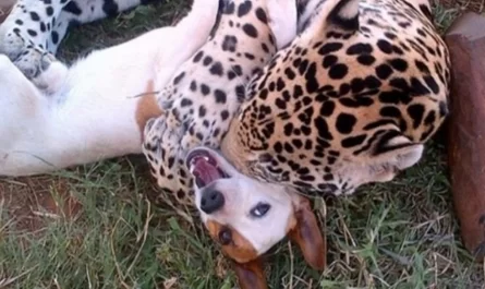 Have you ever seen friends like those ? Cute Dog and Jaguar Are Best Friends, Playing rough and tumble