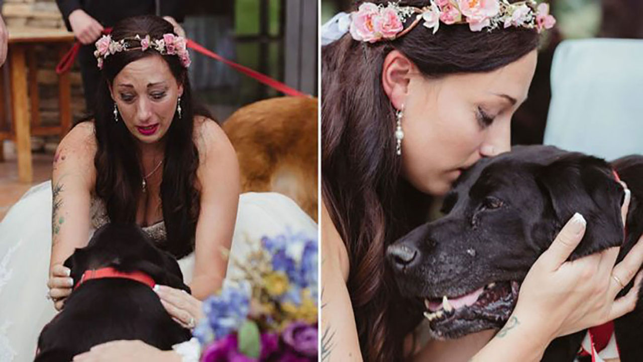 15 year old dying dog lives to see his precious human get married