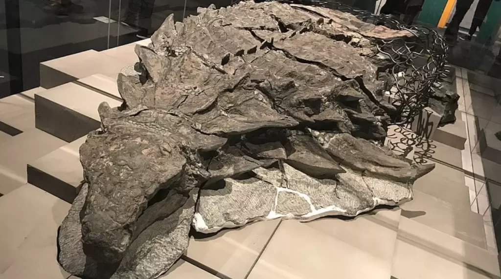 Recently Discovered Dinosaur Mummy Is So Well Protected That It Even Has The Skin And Guts Intact