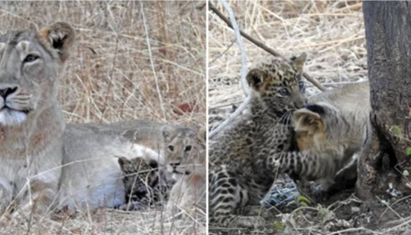 Lioness Mother Takes In Young Sick Leopard And Gave Him The Best Treatment Before He Passes Away
