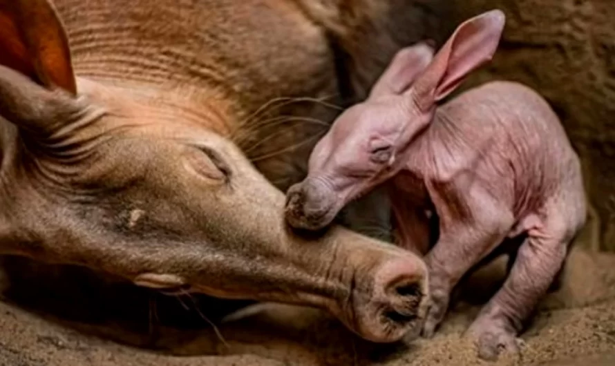A Newborn Aardvark Has Been Born At Chester Zoo For The First Time In Its 90-Year History