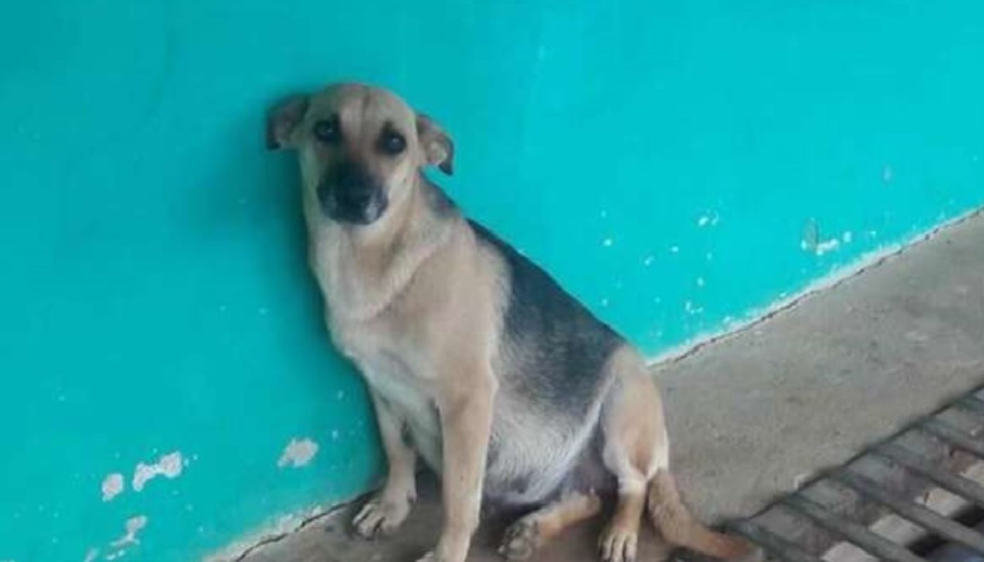 A Pregnant Dog Waits Day And Night For The Family Who Abandoned Her