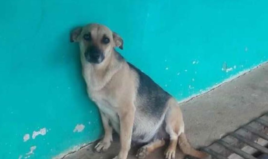 A Pregnant Dog Waits Day And Night For The Family Who Abandoned Her