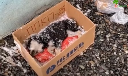 A Puppy Dying In The Snow Is Alive Thanks To The Power Of Love And Treatment