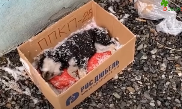 A Puppy Dying In The Snow Is Alive Thanks To The Power Of Love And Treatment