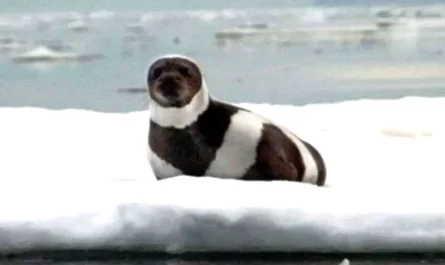 A Rare Seal Shows Its Gorgeous Stripes For The First Time!