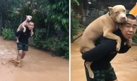 A Soldier Carrying His Precious Pitbull On His Back Saving Him From A Flood
