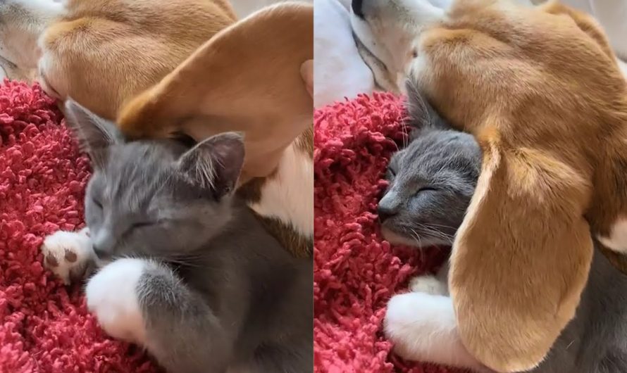 A Video Of A Cat Using Dog’s Ear As Blanket Goes Viral