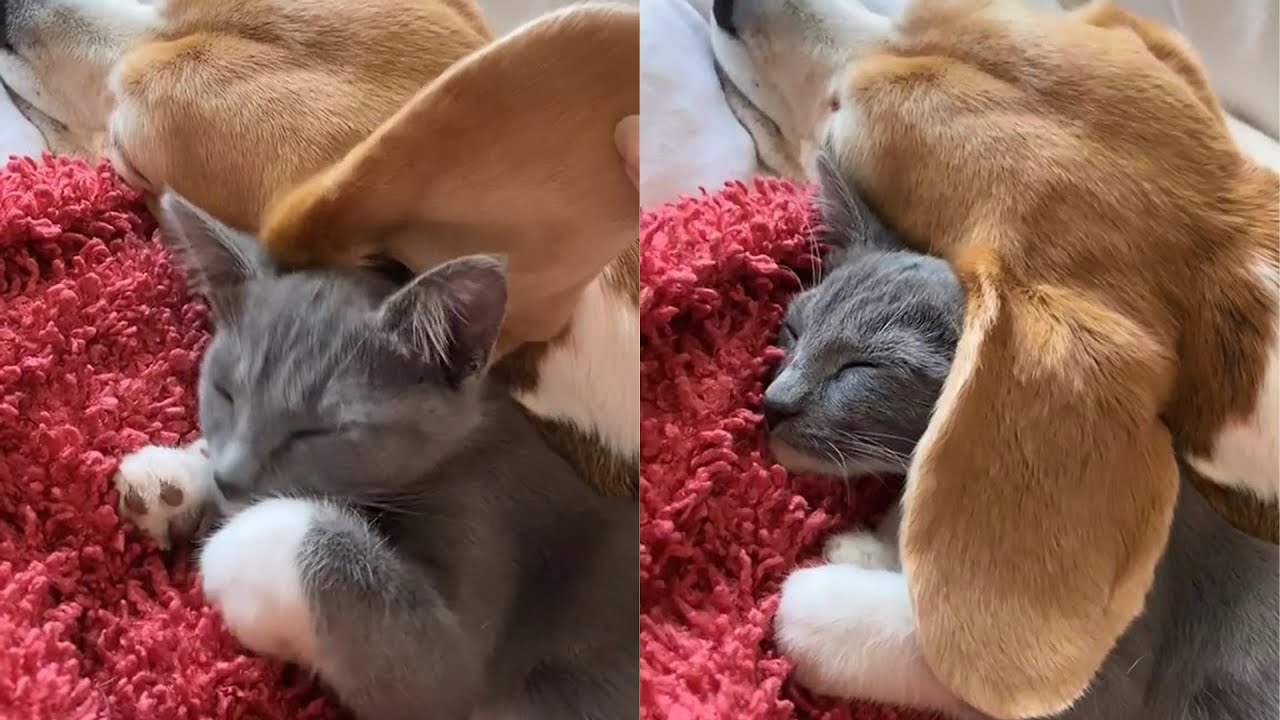 A Video Of A Cat Using Dog's Ear As Blanket Goes Viral