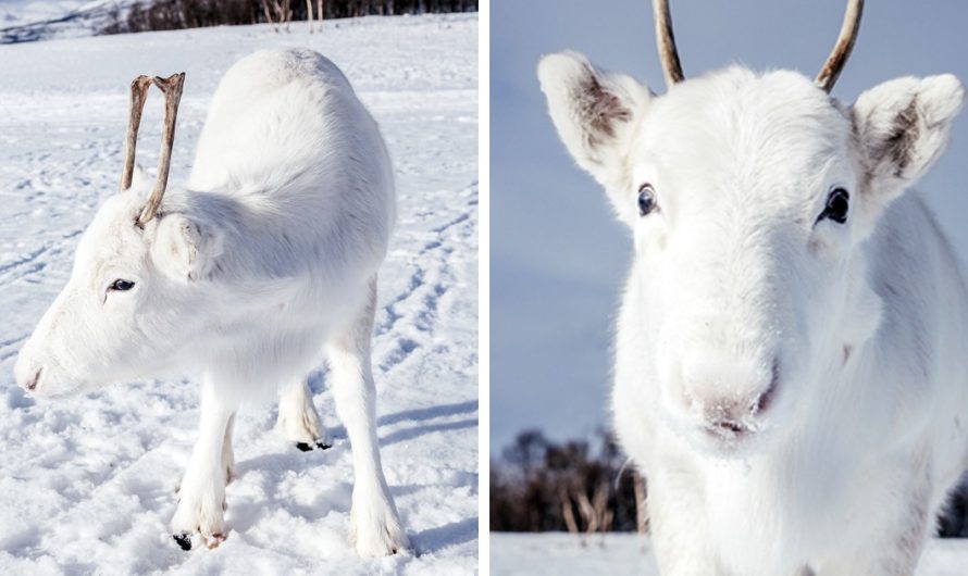 A man takes Photos of extremely rare White Baby Reindeer in Norway Definitely beautiful, never seen one before.