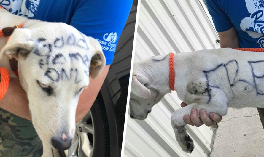 Abandoned Dog Found with ‘Free’ and ‘Good Home Just’ Written all over her body