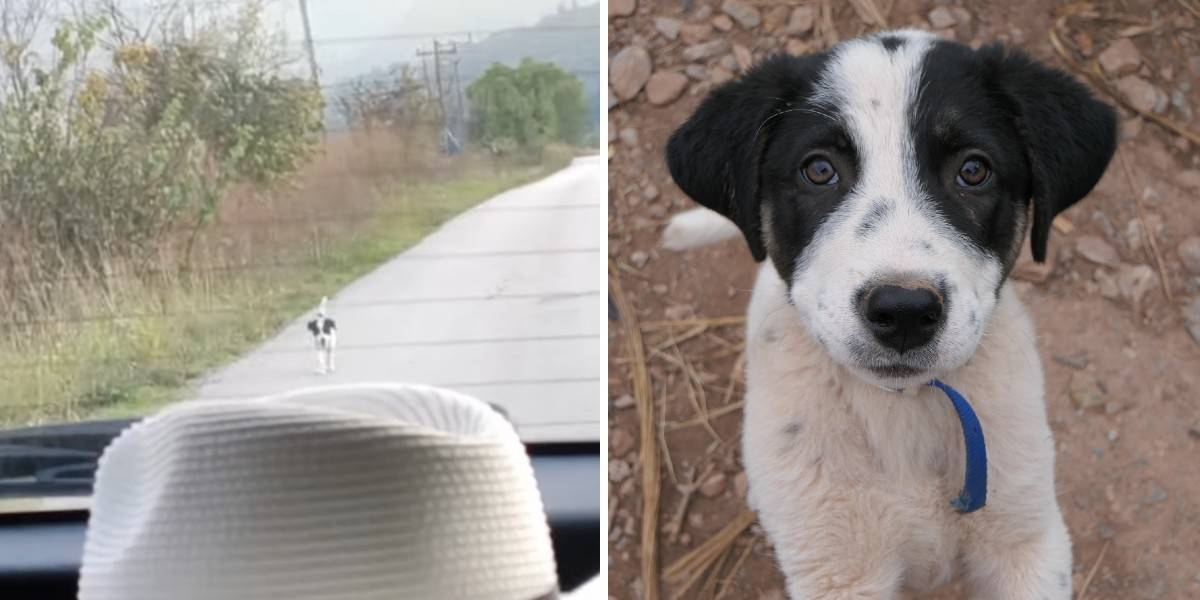Abandoned Puppy Runs After Vehicle And Ends Up Being Rescued!