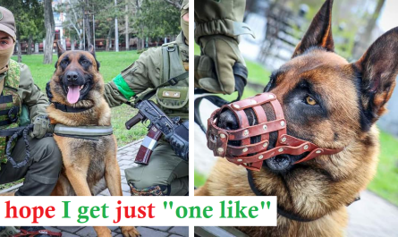 Abandoned Russian war dog changes sides after being saved by Ukrainian soldiers