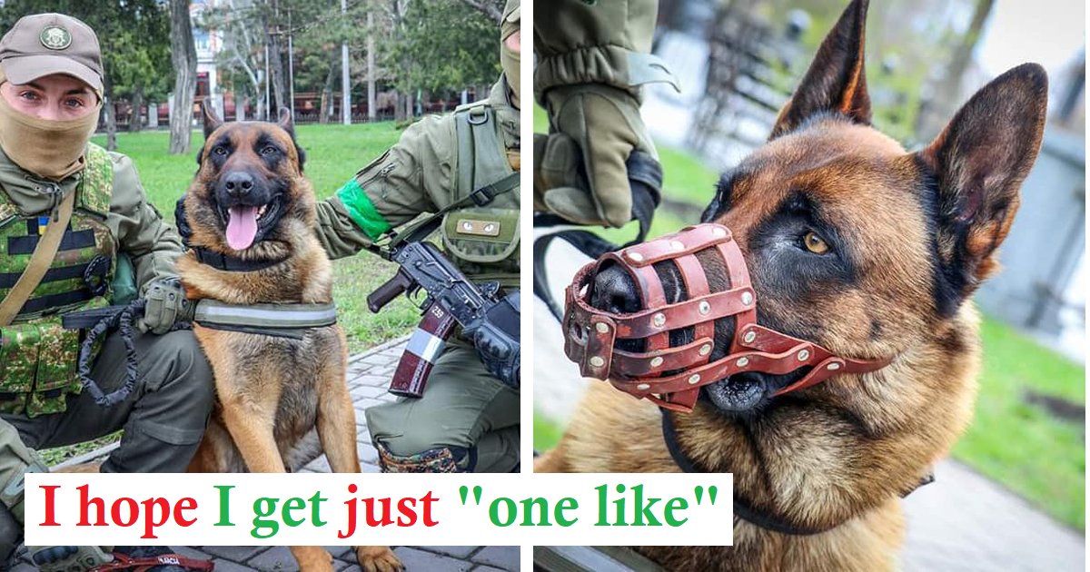 Abandoned Russian war dog changes sides after being saved by Ukrainian soldiers