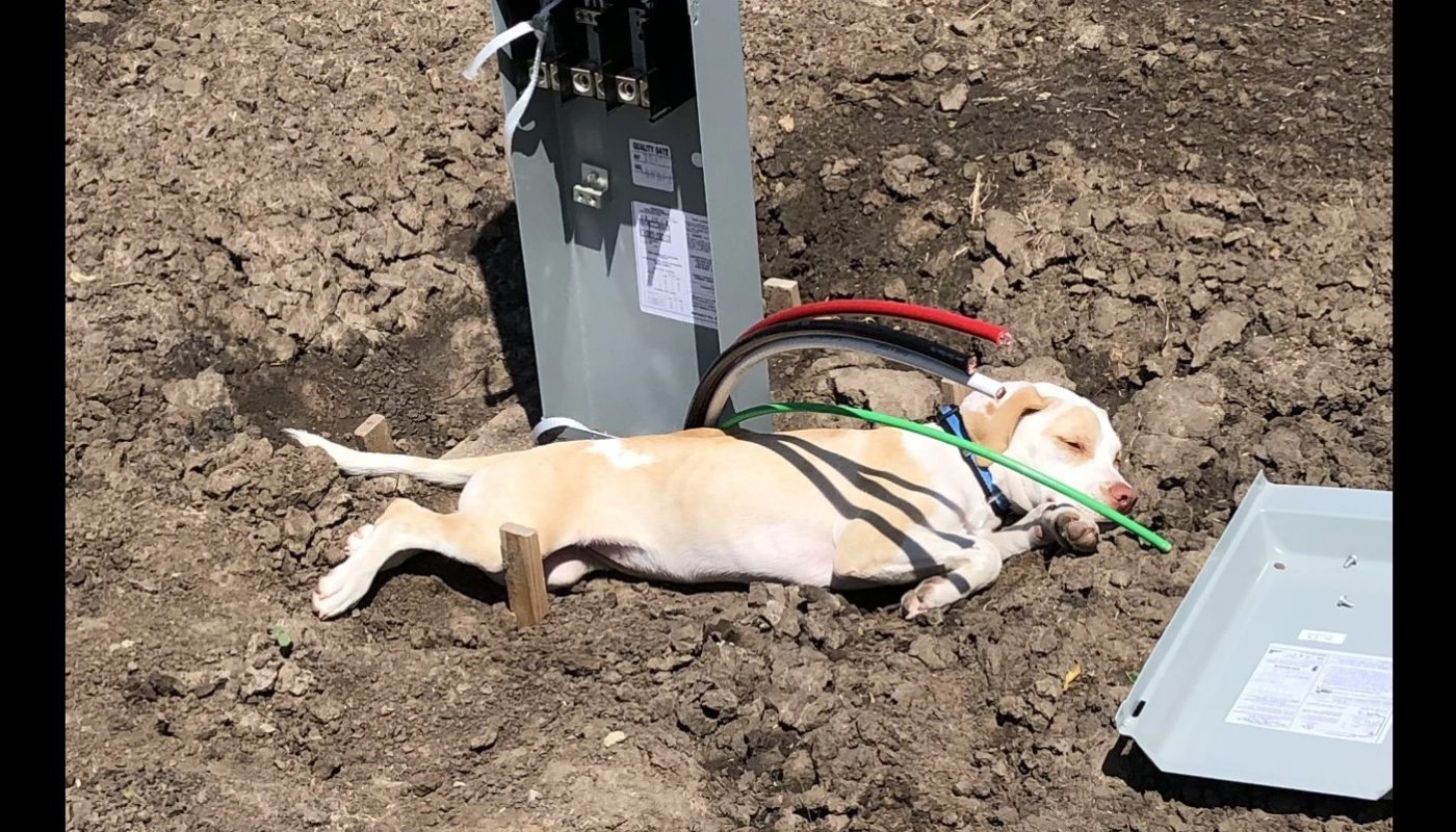 Abandoned puppy rescued on active Kansas highway