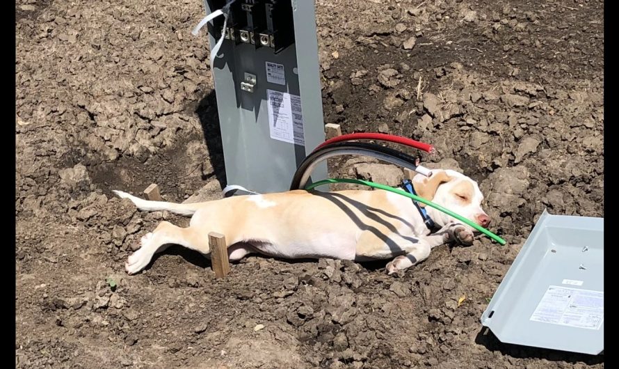 Abandoned puppy rescued on active Kansas highway