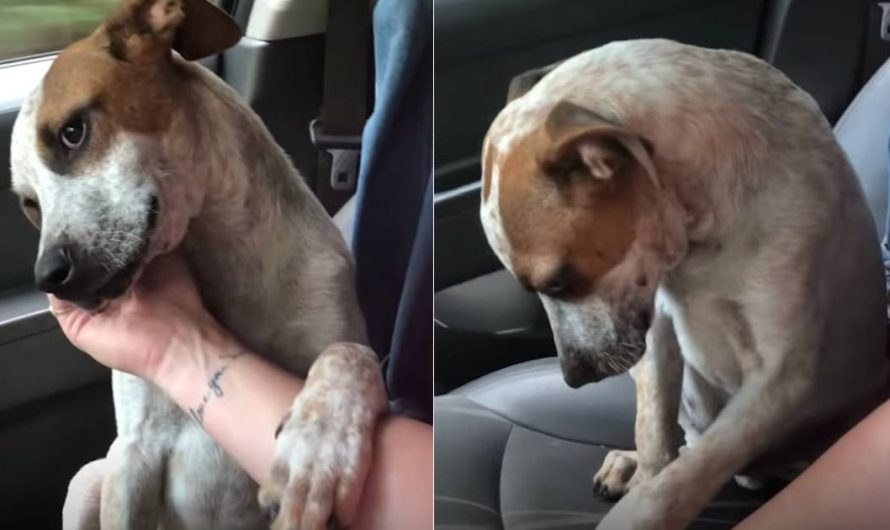 After The Dog Just Been Adopted From The Sanctuary, The Mom’s Tears Showed How Grateful He Got On The Way Home.