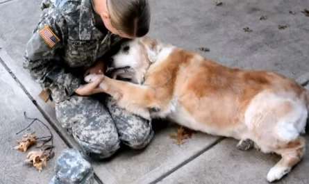 An Elderly Dog Weeps With Happiness When Her Friend Returns From The Army
