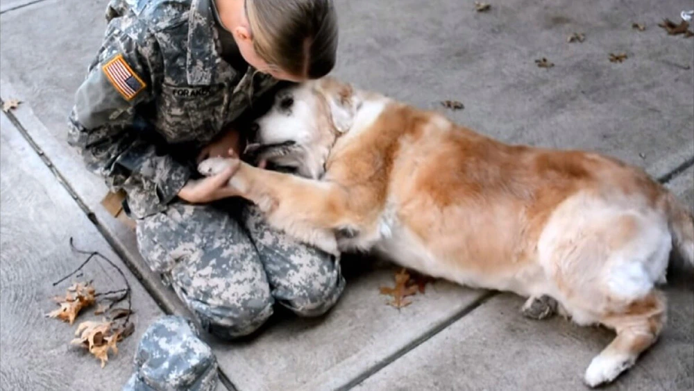 An Elderly Dog Weeps With Happiness When Her Friend Returns From The Army