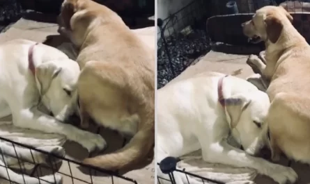 As mother dog gets ready for labor, papa dog refuses to leave her side