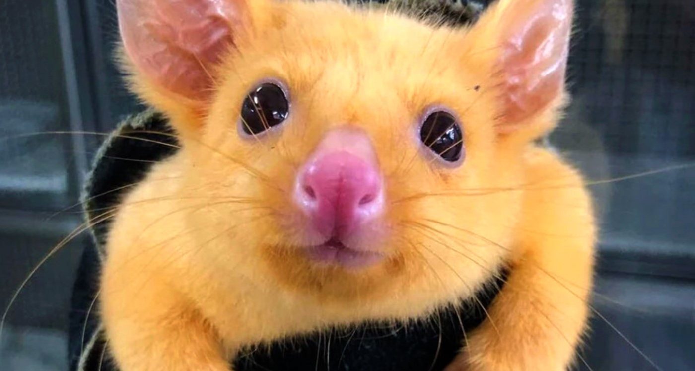 Australian Veterinary Clinic Saved A Rare Golden Possum That Looks Like Pikachu