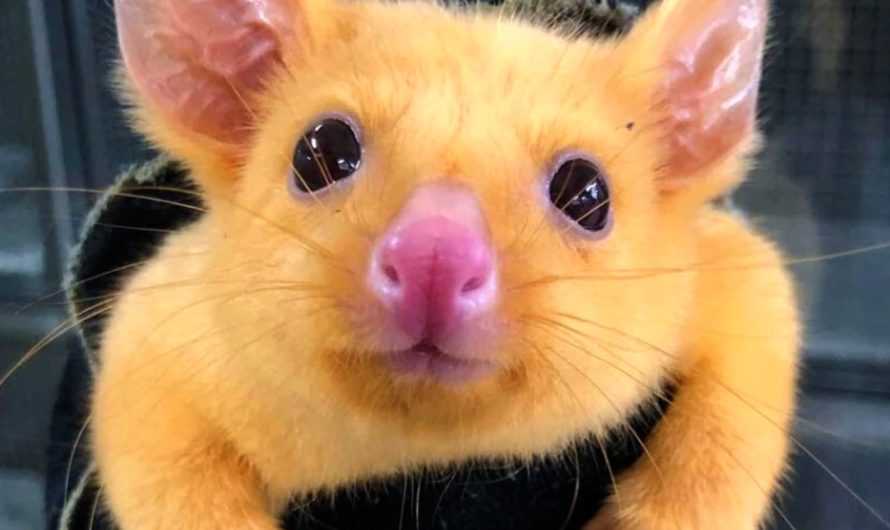 Australian Veterinary Clinic Saved A Rare Golden Possum That Looks Like Pikachu