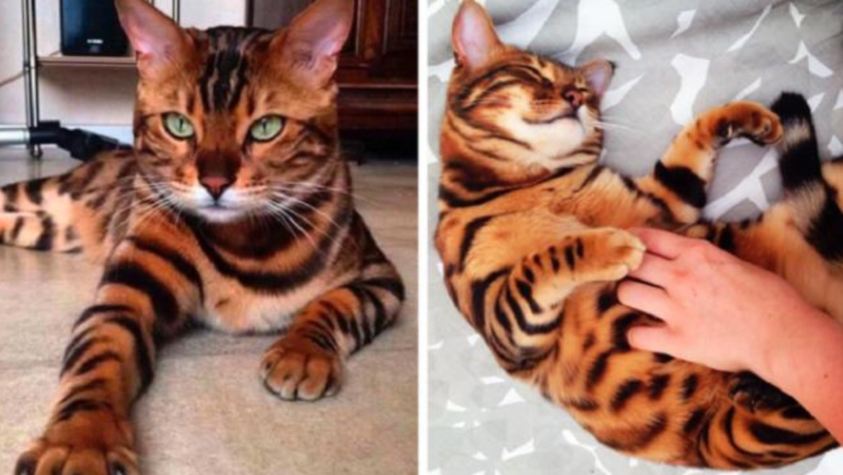 Bengal Cat Is One Of The Most Remarkable Breeds And Was Voted The Most Beautiful In The World