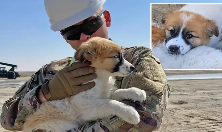 ‘Best Father’s Day present’: United States soldier in Middle East needs help saving puppy