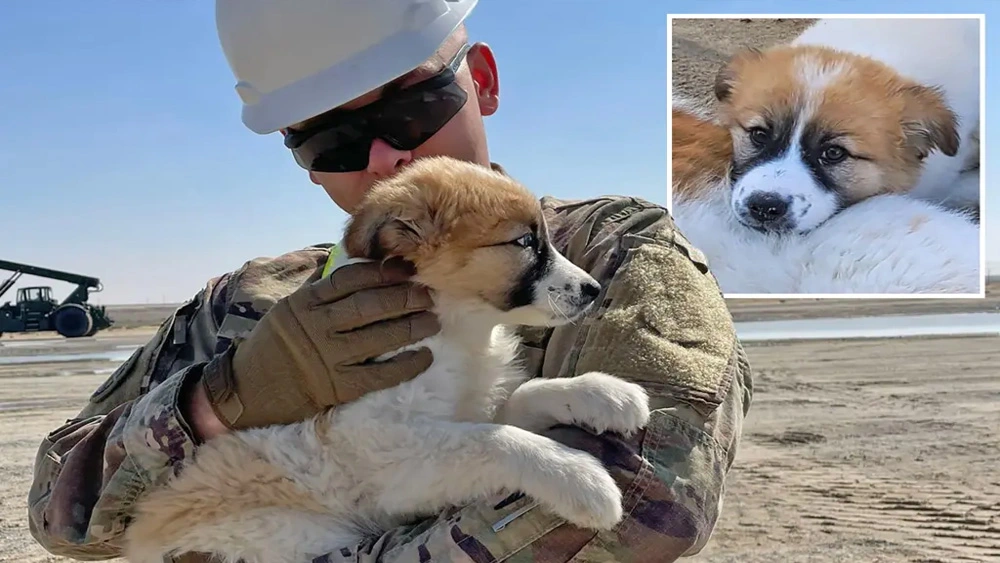 'Best Father's Day present': United States soldier in Middle East needs help saving puppy