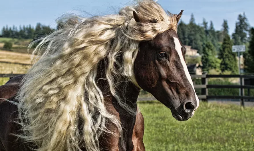 Meet The Magnificent And Endangered ‘Black Forest’ Horses Of Germany