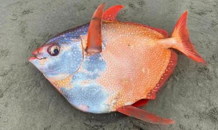 Brightly Colored, 100-Pound Moonfish Washes Up on Oregon Beach
