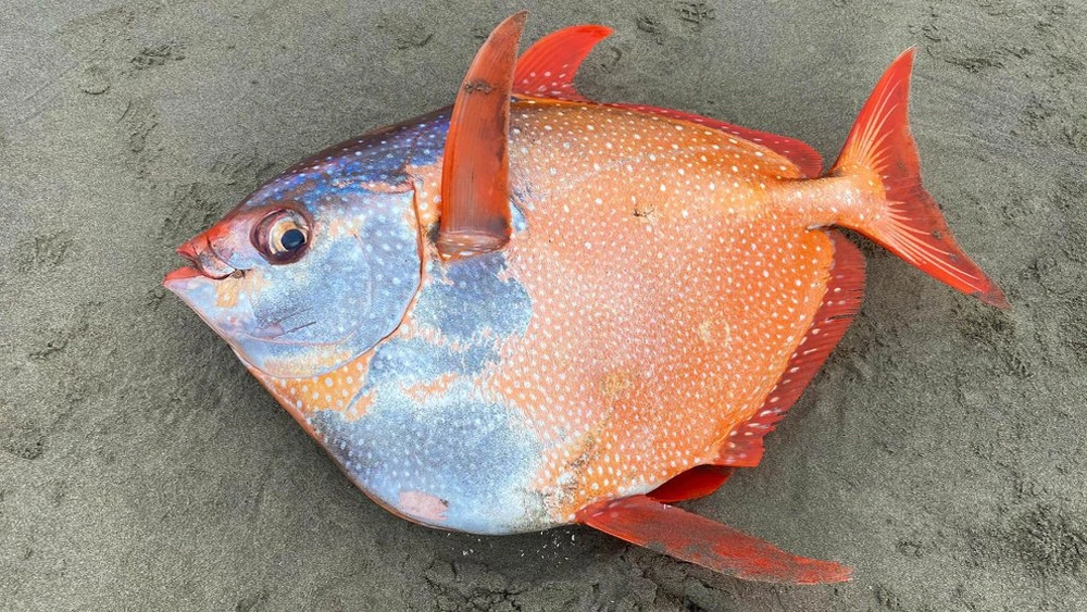 Brightly Colored, 100-Pound Moonfish Washes Up on Oregon Beach