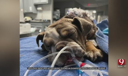 Bulldog Rescued After Being Found In Dumpster With Chemical Burns