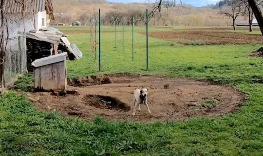 Canine Who Resided On A Heavy Chain His Whole Life Grabs Rescuer’s Hand