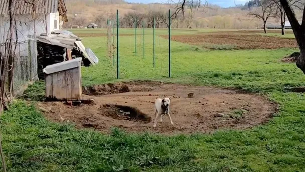 Canine Who Resided On A Heavy Chain His Whole Life Grabs Rescuer's Hand