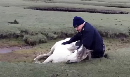 Rescuers See Horse Crying Out For Her Mother And Find Her In Extreme Danger