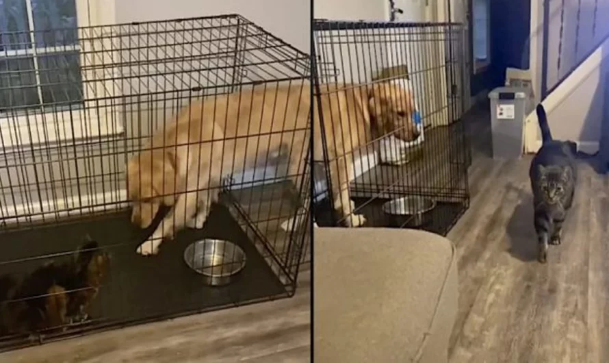 Cat Tricks Dog Into The Cage For Some Alone Time With Mommy